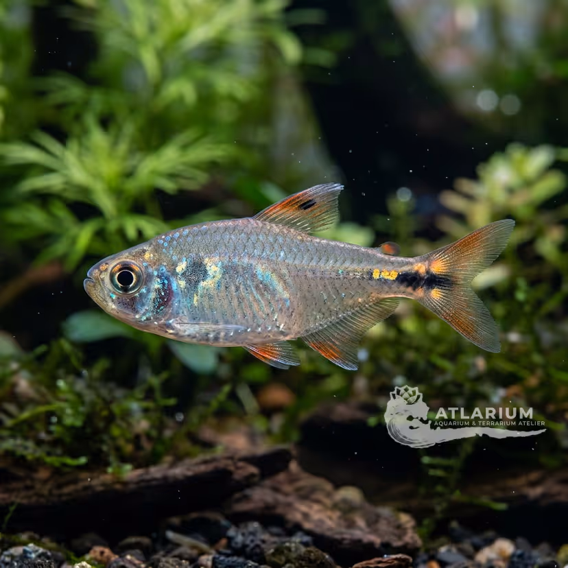 Diancema Tetra