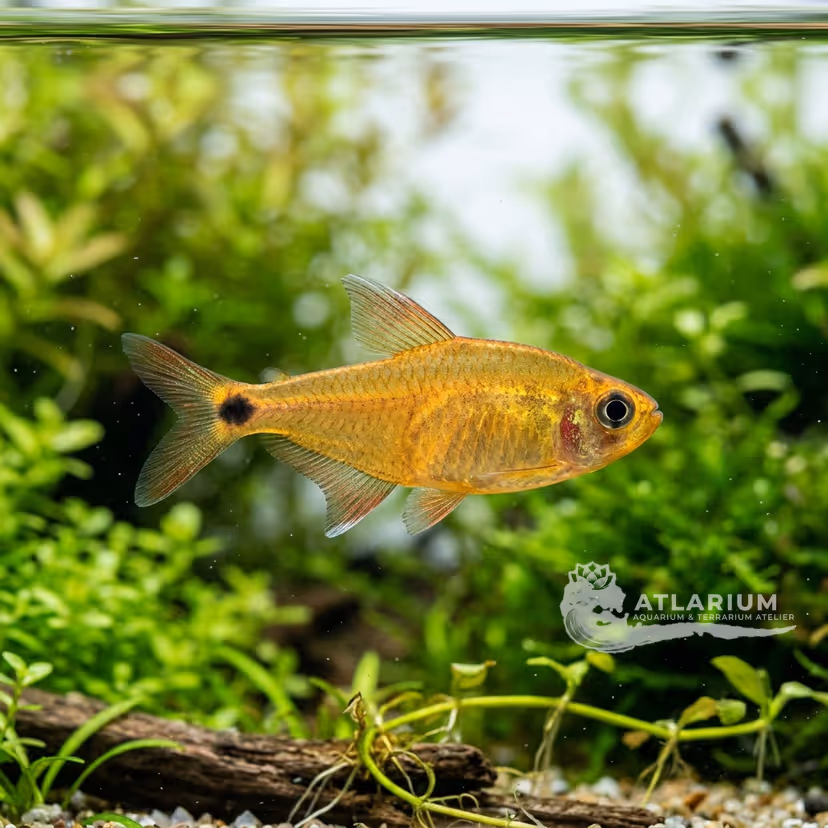 Dawn Tetra