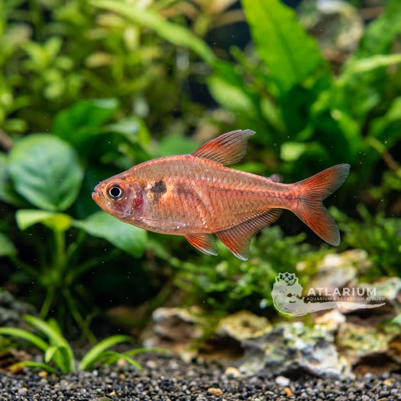 Georgette's Tetra