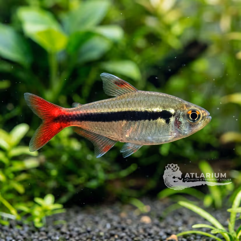 Loreto Tetra