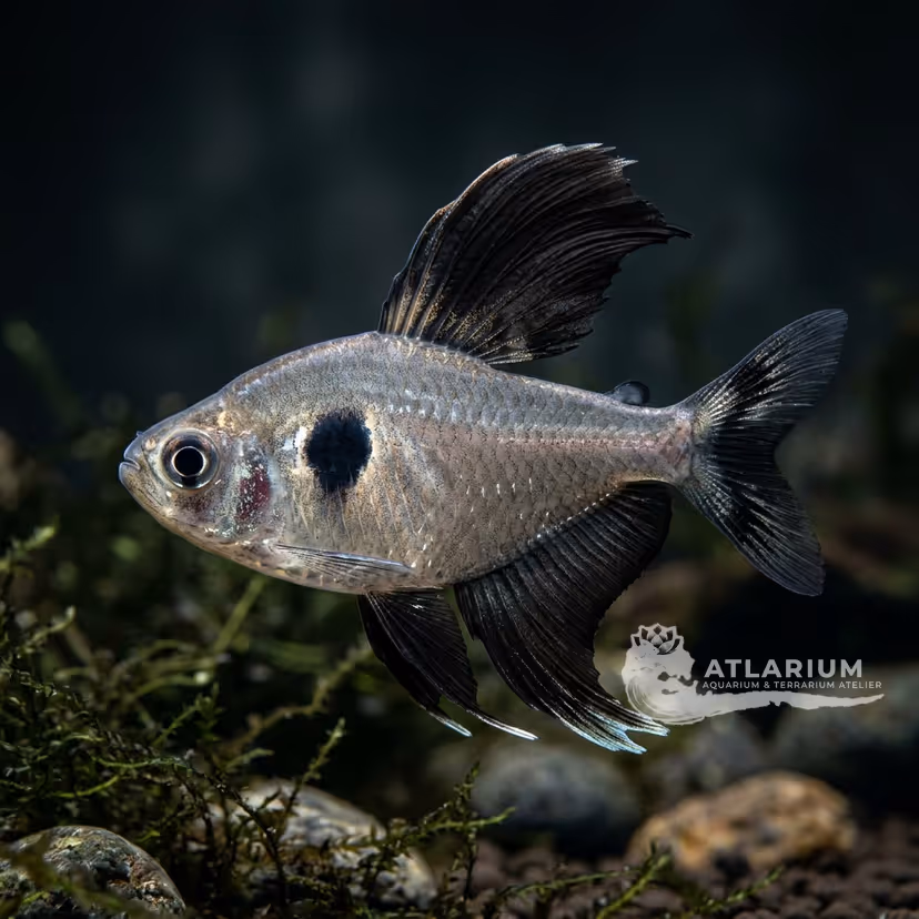 Tetra Fantasma Negro