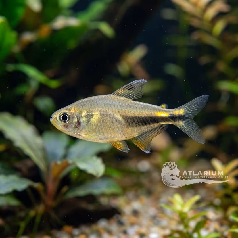Meta Tetra