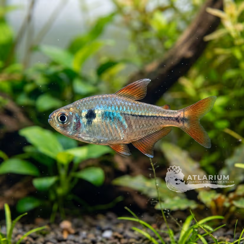 Mutabilis Tetra