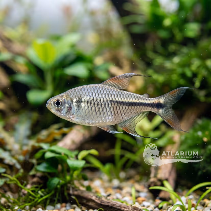 Reticulated Tetra