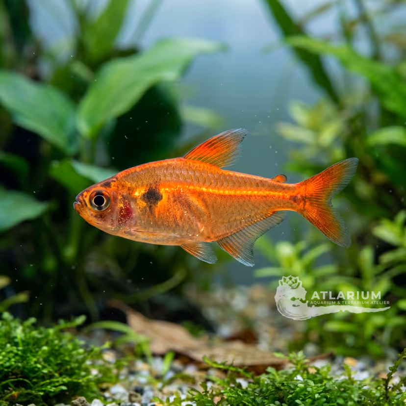 Socolof's Tetra