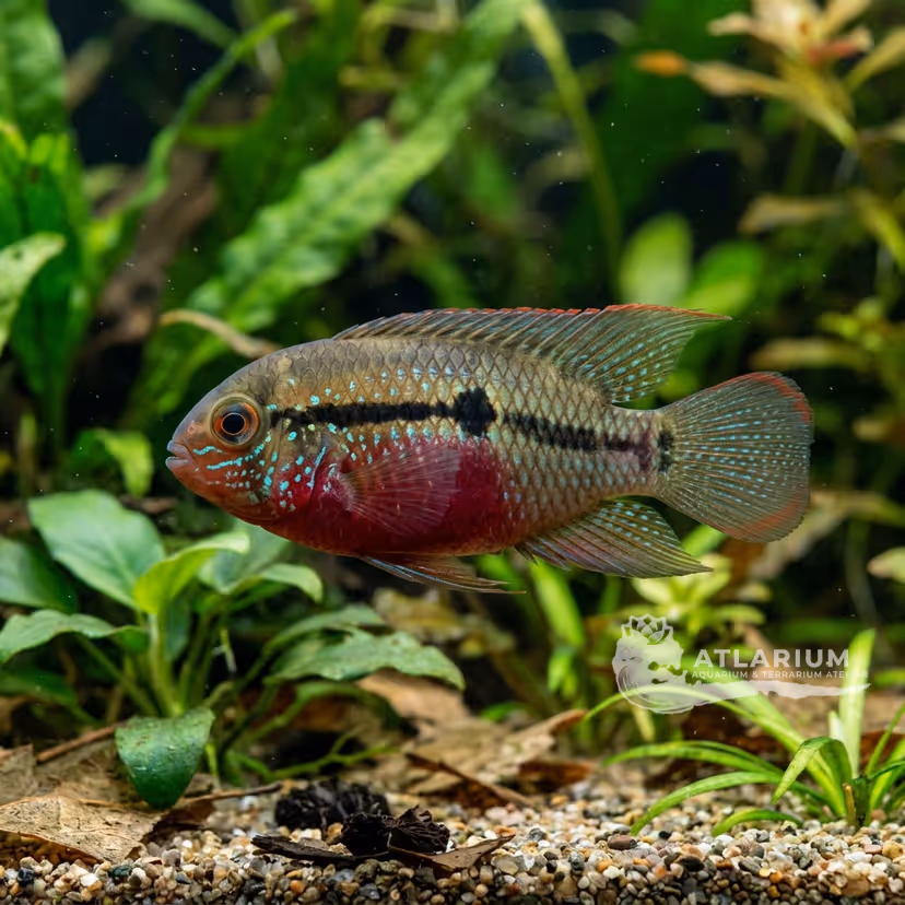 Cíclido Enano Pechirrojo (Laetacara)