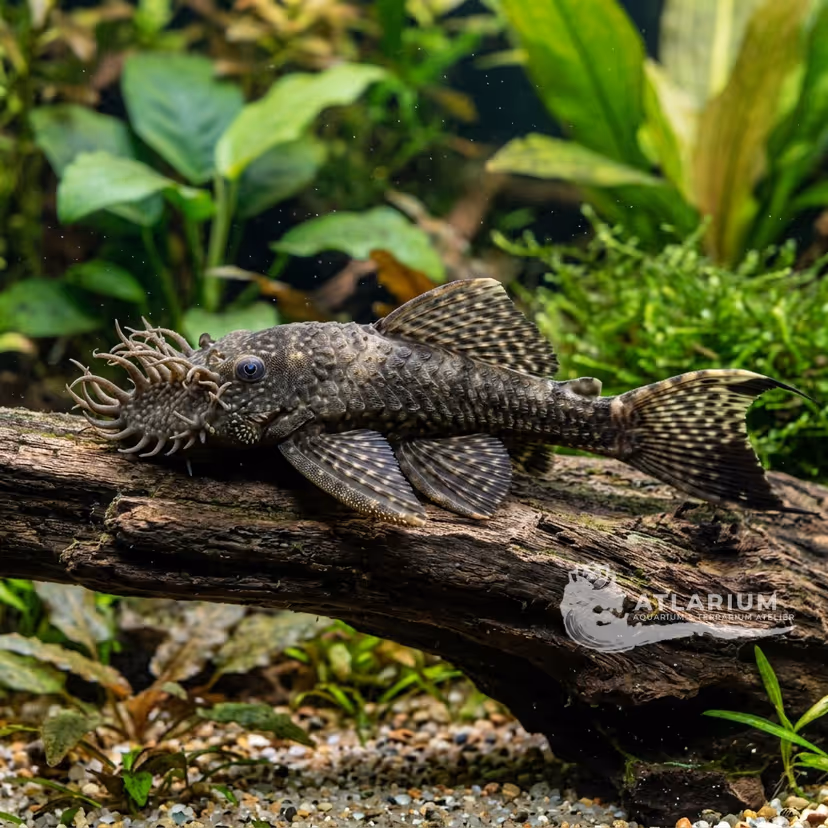 Tentacle Lasiancistrus