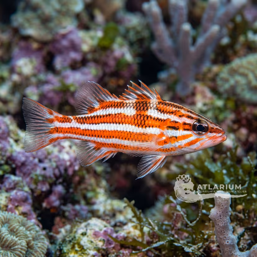 Peppermint basslet (Liopropoma rubre)