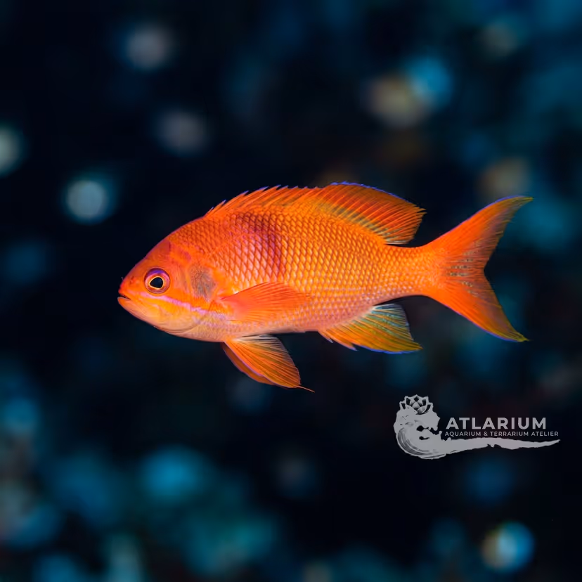 Antias esbelto de Waite (Luzonichthys waitei)