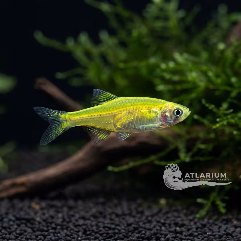 Rasbora neón verde