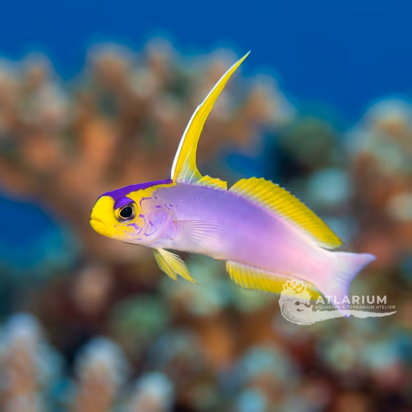 Helfrich's firefish (Nemateleotris helfrichi)