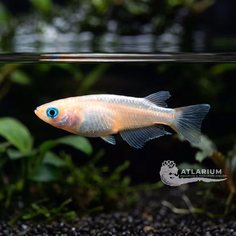 Pesce Riso Giapponese (Medaka) (Oryzias latipes)