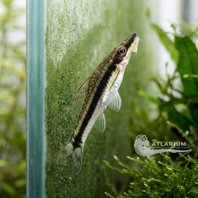 Otocinclus Vittatus (Limpia-Algas Enano)