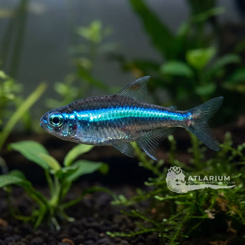 Neon verde (Paracheirodon simulans)