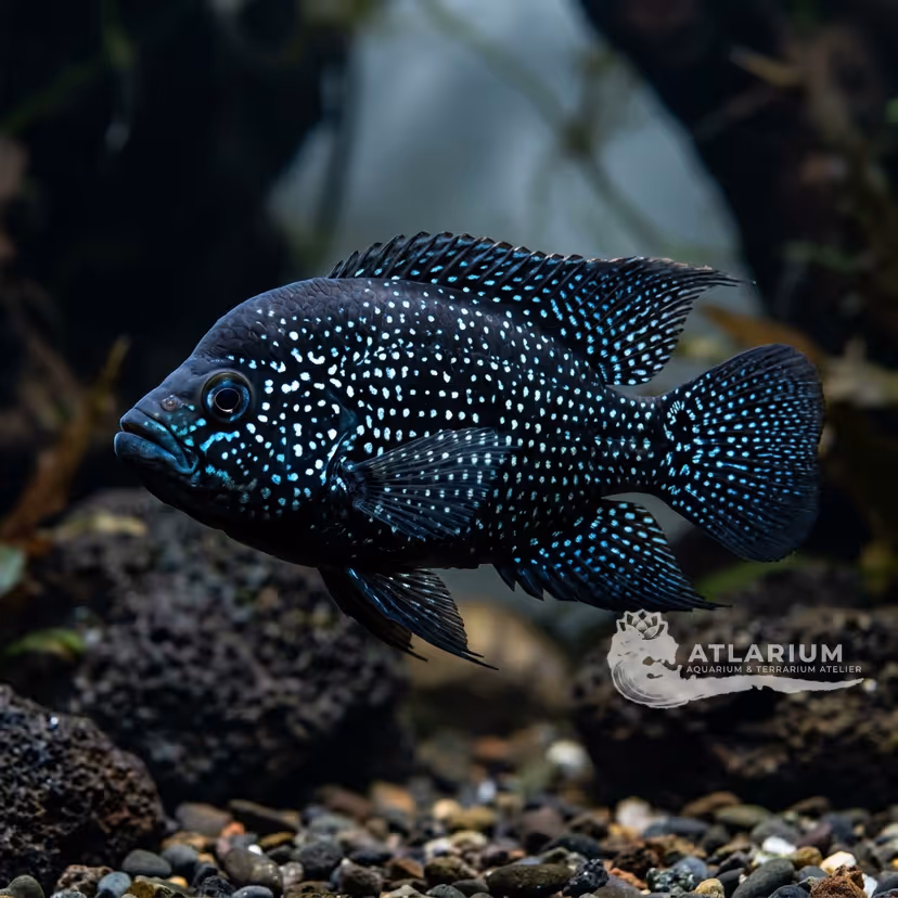 Cíclido polleni (Paratilapia polleni)