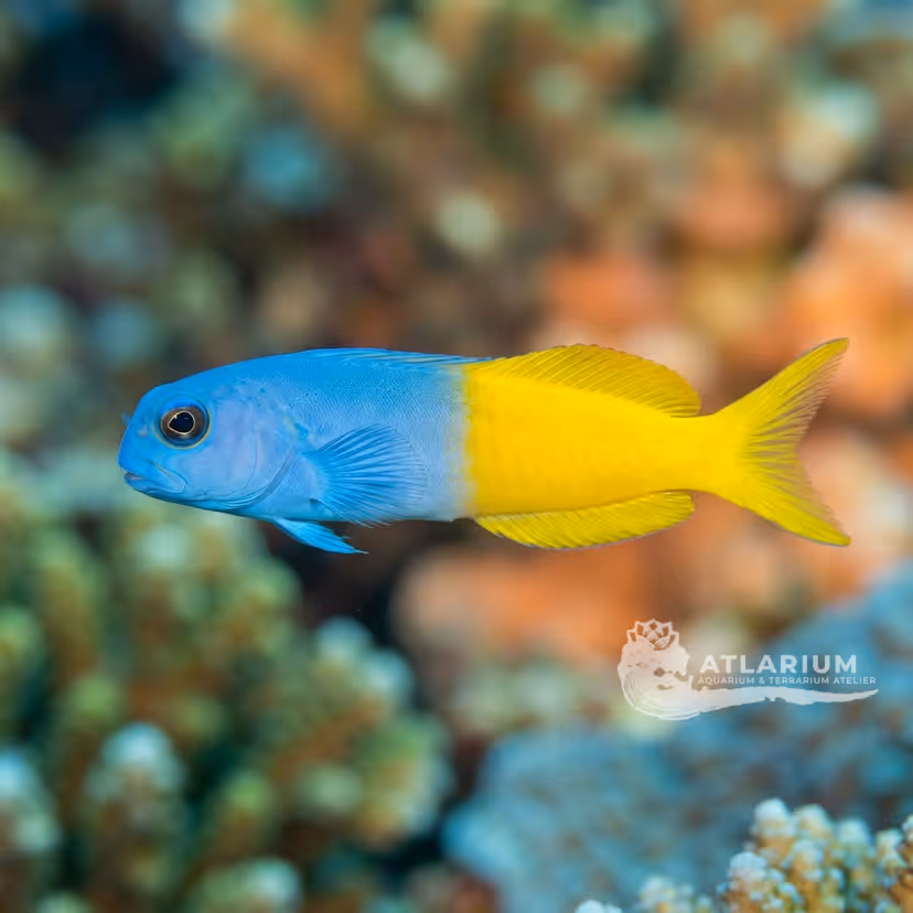 Bicolor fangblenny (Plagiotremus laudandus)