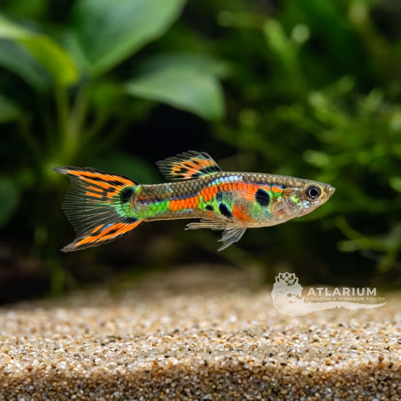 Guppy Endler
