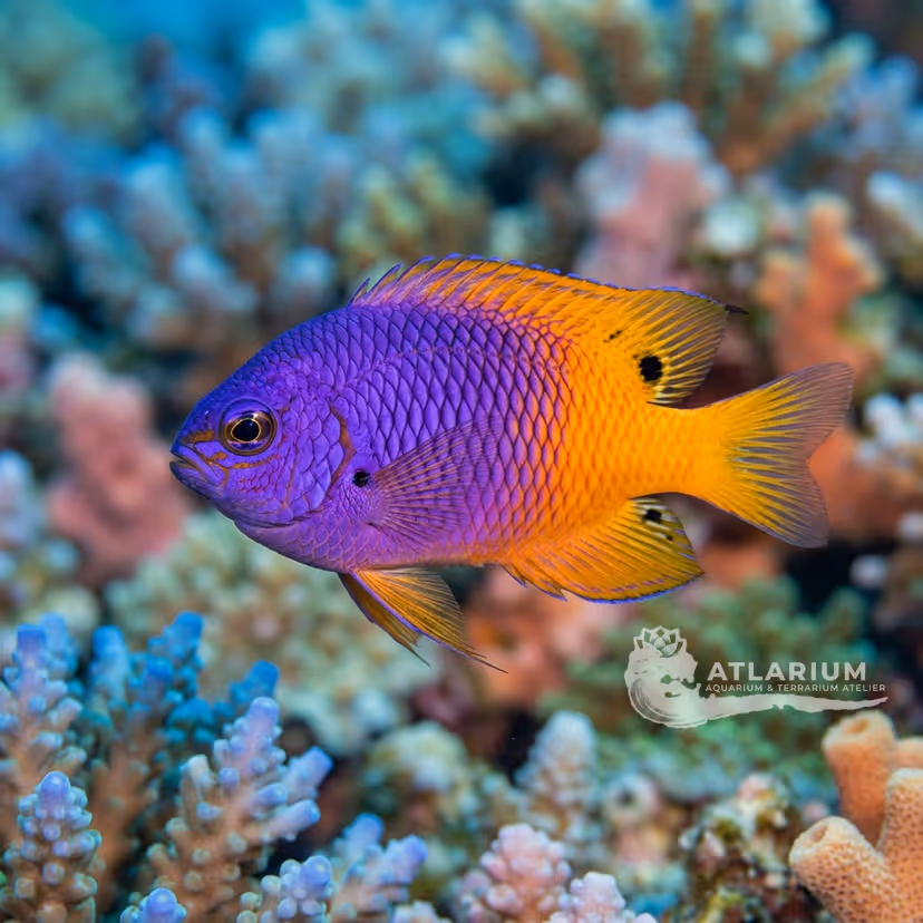 Castagnola Ocellata (Pomacentrus vaiuli)