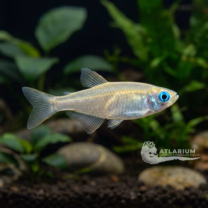 Blue-eyed livebearer (Priapella intermedia)