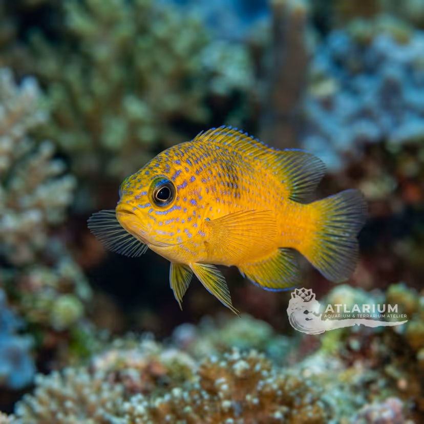 Gold-spotted dottyback (Pseudochromis chrysospilus)