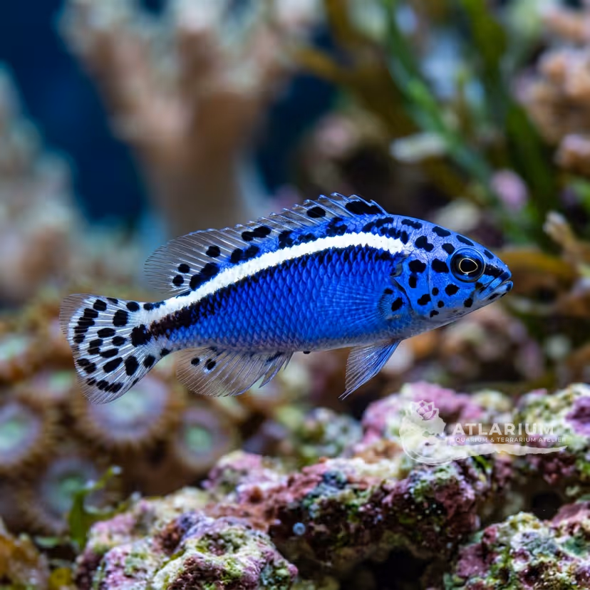 Pseudochromis de Sankey (Pseudochromis sankeyi)