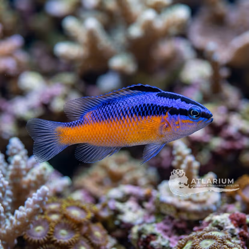 Pseudocromide di Springer (Pseudochromis springeri)
