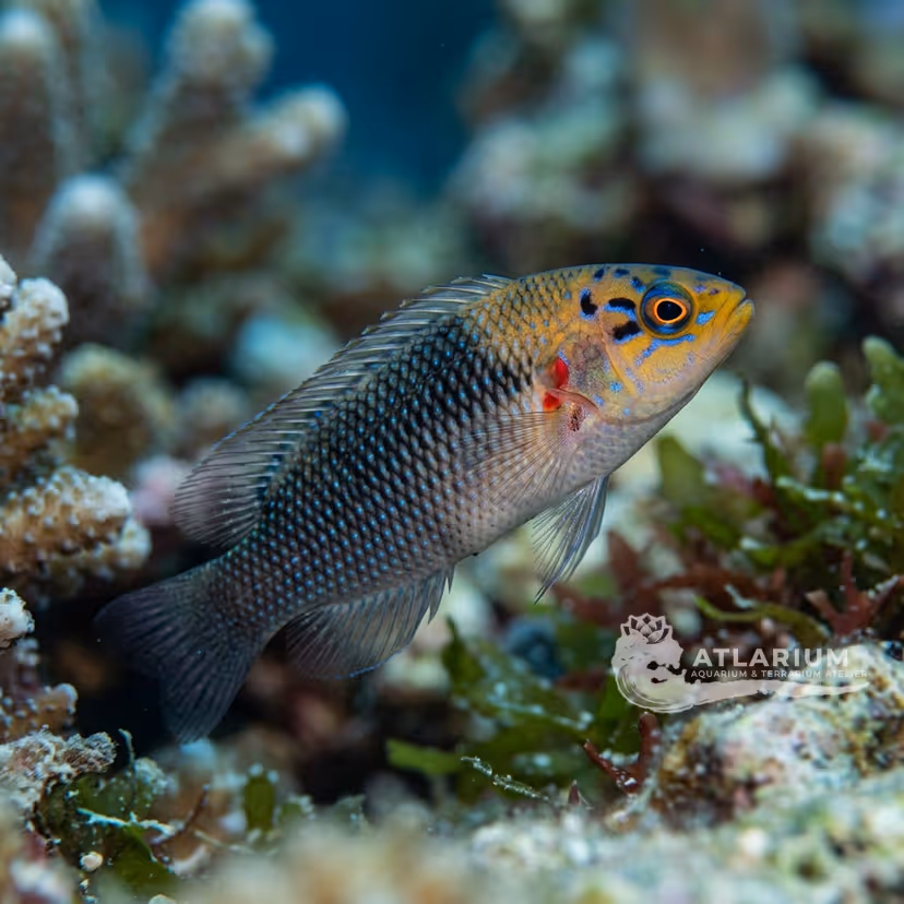 Pez dottyback de Steene (Pseudochromis steenei)