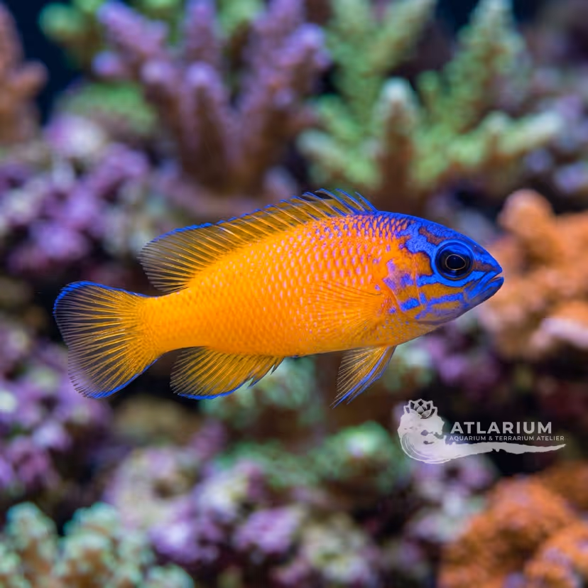 Pseudochromis de Tonozuka (Pseudochromis tonozukai)
