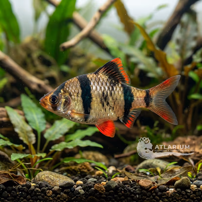 Barbo Tigre de Borneo