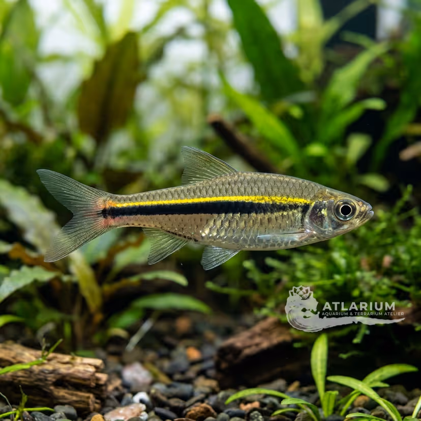 Rasbora de cola roja