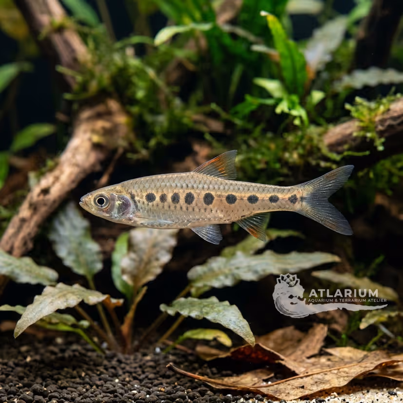 Rasbora de Ojo de Buey / Rasbora Obló