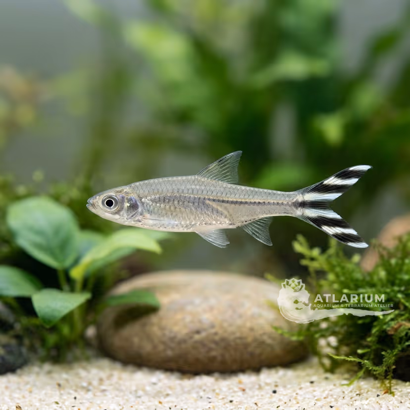 Rasbora cola de tijera