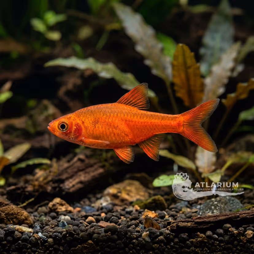 Rasbora de Ceilán / Rasbora Fuego