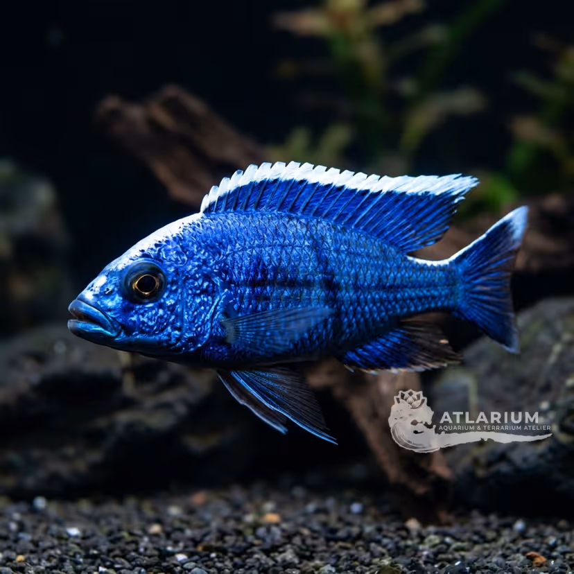 Electric Blue Hap (Sciaenochromis fryeri)
