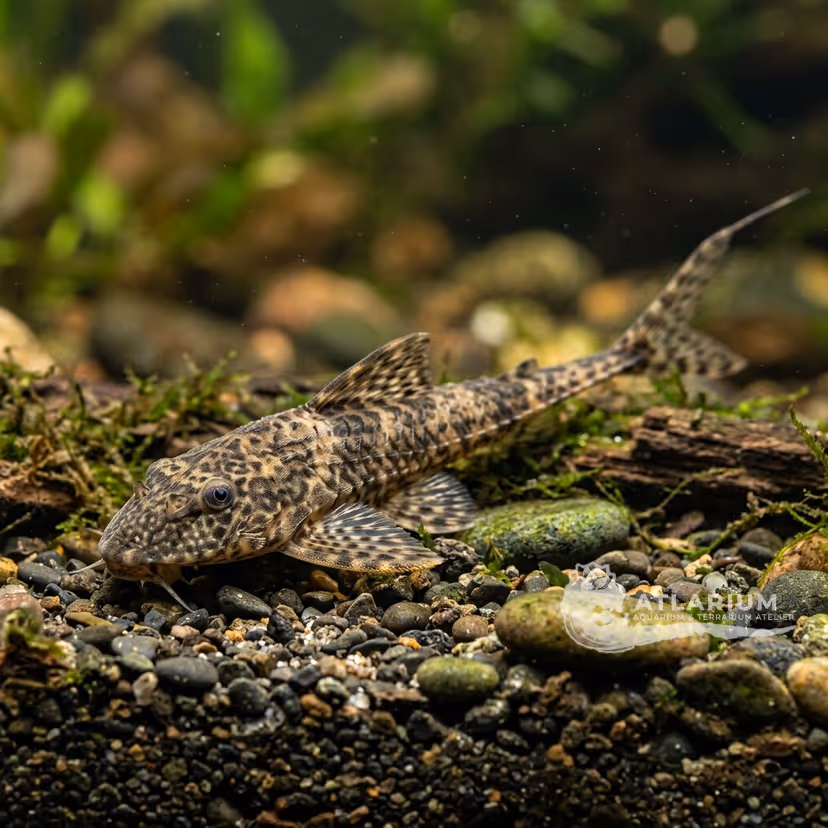 Marañón Whiptail (Spatuloricaria puganensis)