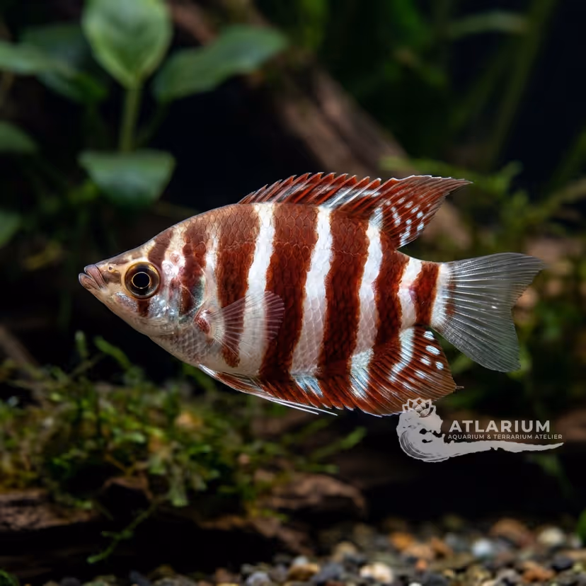 Gourami Samurai