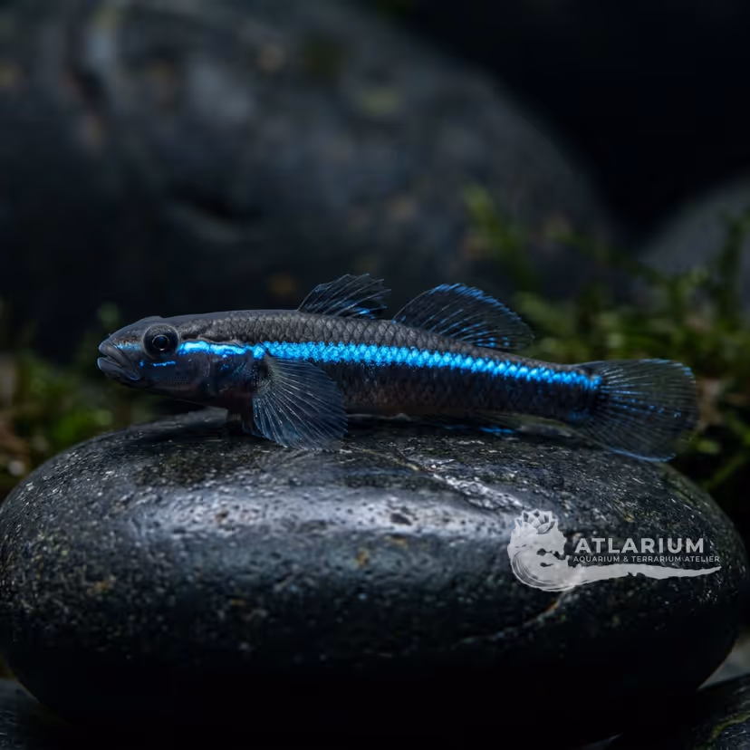 Blue Neon Stiphodon (Stiphodon atropurpureus)