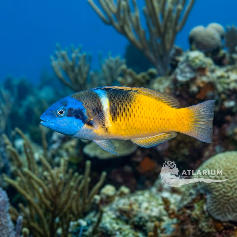 Bluehead wrasse (Thalassoma bifasciatum)
