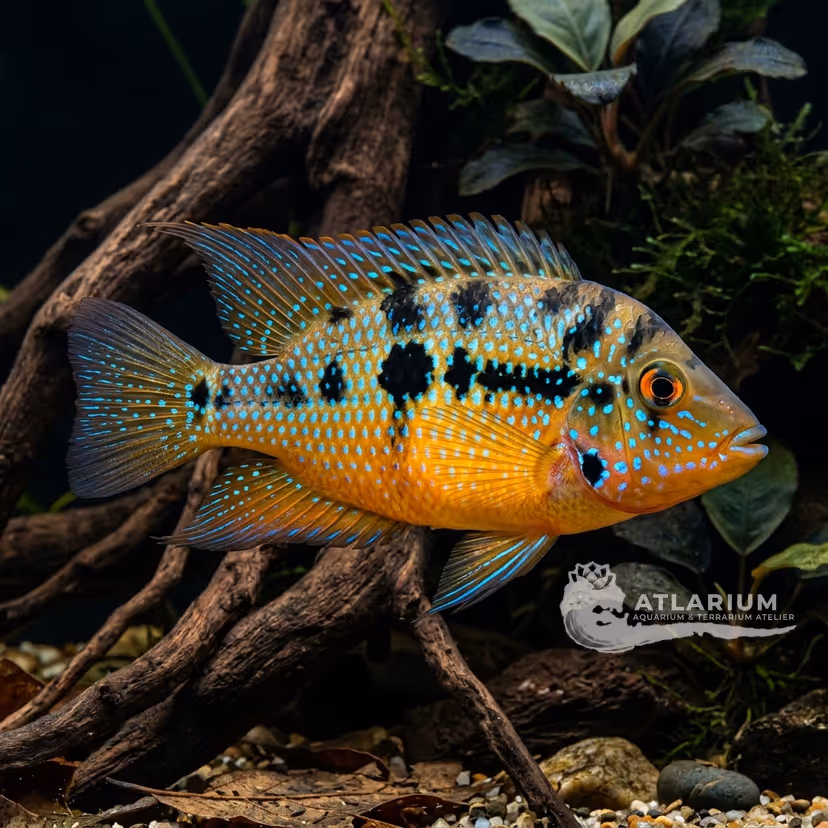 Ciclide di Elliott / Maculipinnis (Thorichthys maculipinnis)