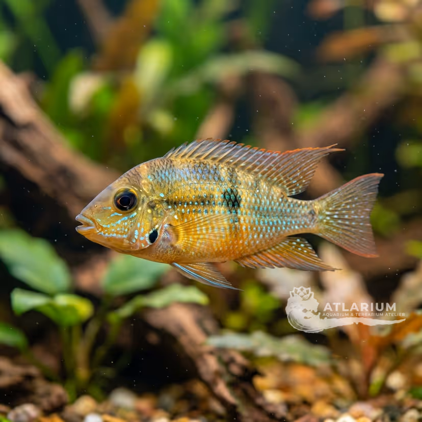 Bocca di Fuoco Giallo (Thorichthys pasionis) (Thorichthys pasionis)