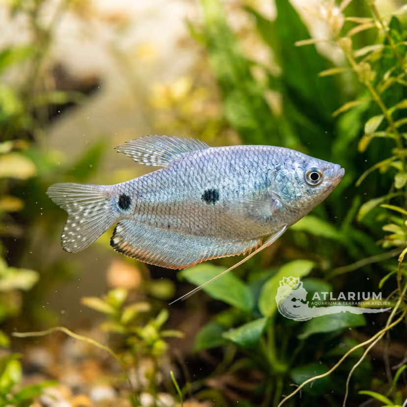Gurami Azul / Oro / 3 Manchas