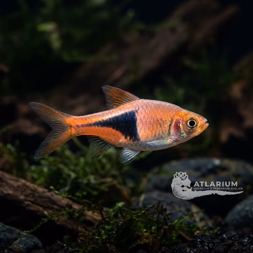 Rasbora Arlequín
