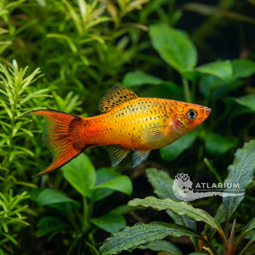 Platy variatus