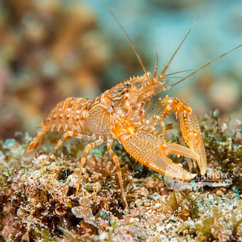 Alain Crosnier's snapping shrimp (Alpheus alaincrosnieri)