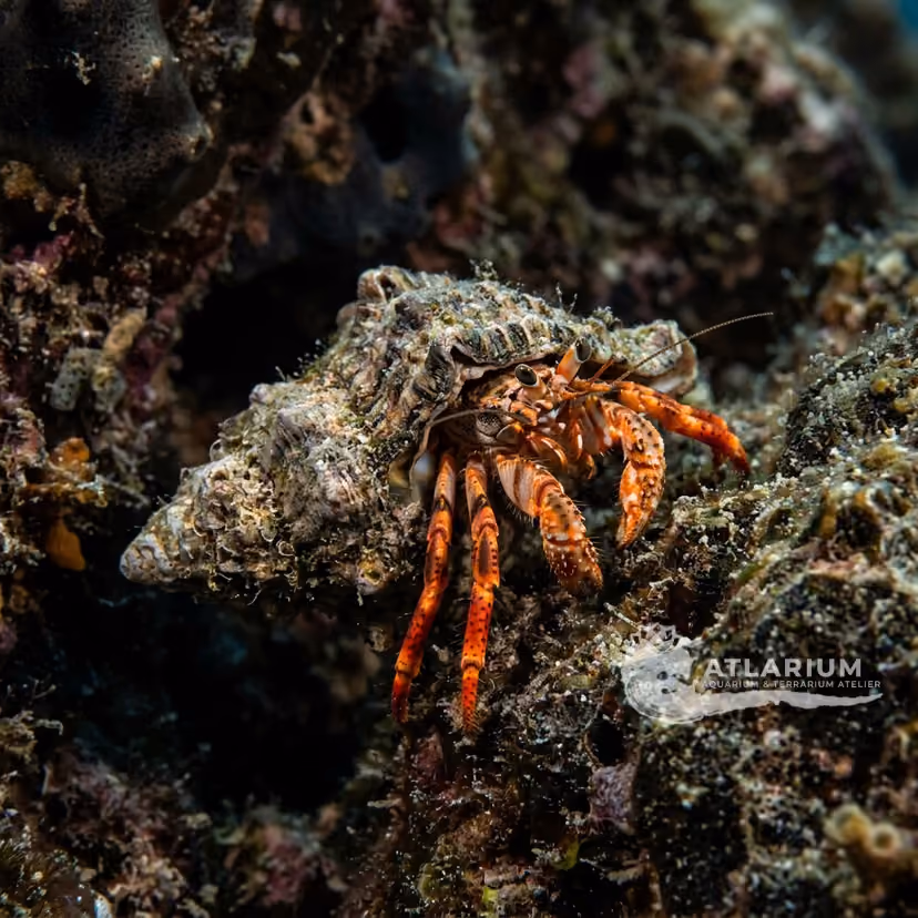 Tubicolous Hermit Crab
