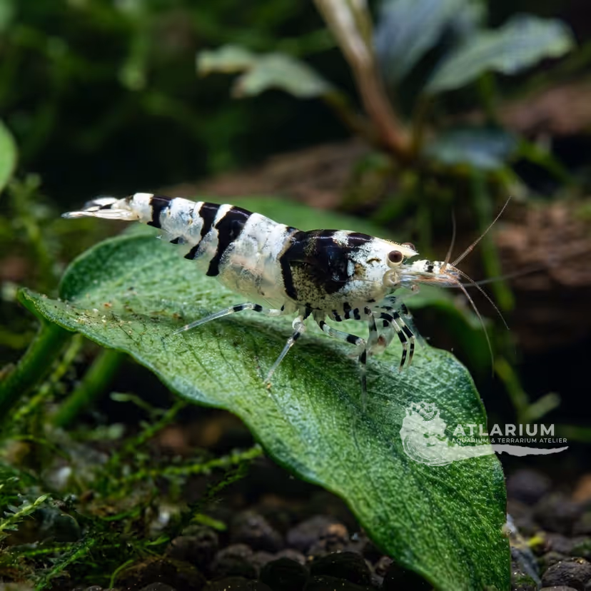 Crystal Black Shrimp (CBS) (Caridina cantonensis var. Black)