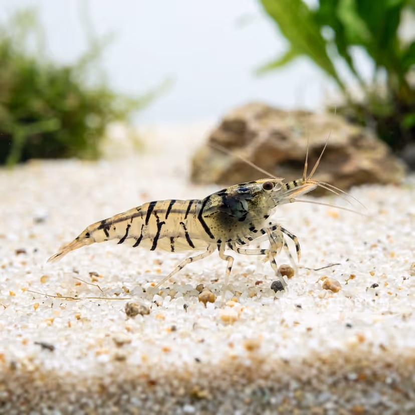 Gamba tigre