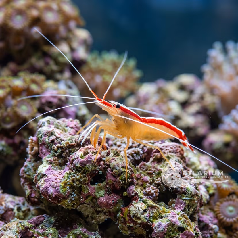 Gambero pulitore skunk (Lysmata amboinensis)