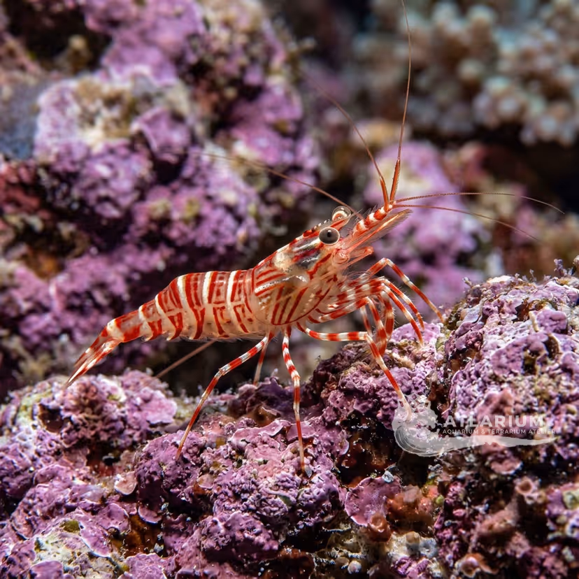Gambero peppermint di Rathbun (Lysmata rathbunae)
