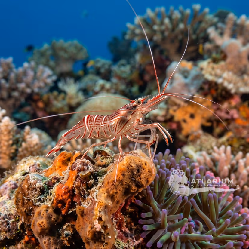 Gamberetto pulitore di Ternate (Lysmata ternatensis)